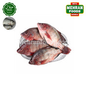 MIRAE Frozen Tilapia Fish 500g 탈라피아 생선 (물고기)