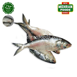 MIRAE Frozen Fresh Hillsha Fish 1.2kg 냉동 힐샤 피쉬 (청어) 생선