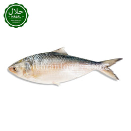 MIRAE 冷凍ヒルシャ魚（バングラデシュ） 700g 냉동 힐샤 생선（バングラデシュ）