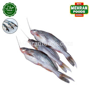 MIRAE Frozen Fresh Gulsha Fish 900g / 신선한 굴샤 피쉬 (방글라데시 산) 생선